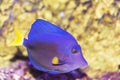 Big blue fish in their natural habitat Royalty Free Stock Photo