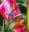 Big blue and green dragonfly showing its wings and standing on the dry leaf of a beautiful red, pink and yellow flower