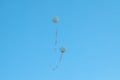 Big blue helium baloons with orange ribbons in the blue cloudless sky.