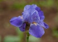 Blue irises on garden at spring Royalty Free Stock Photo