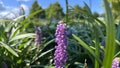 Big blue lilyturf with day time sun light. Royalty Free Stock Photo