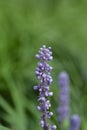 Big blue lilyturf Royalty Free Stock Photo