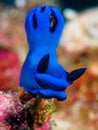 Nudibranch. Tambja morosa. Big Blue Royalty Free Stock Photo