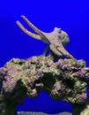 The big blue octopus or day octopus (lat.- Octopus cyanea Royalty Free Stock Photo