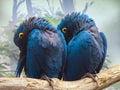 Big blue parrot Ara Hyacinth Macaw Royalty Free Stock Photo