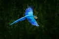 Big blue parrot in fly. Ara ararauna in the dark green forest habitat. Beautiful macaw parrot from Pantanal, Brazil. Bird in fligh