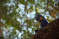 Big blue parrot Hyacinth Macaw, Anodorhynchus hyacinthinus, in tree nest cavity, Pantanal, Bolivia, South America Royalty Free Stock Photo