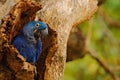 Big blue parrot Hyacinth Macaw, Anodorhynchus hyacinthinus, in tree nest cavity, Pantanal, Brazil, South America