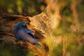 Big blue parrot Hyacinth Macaw, Anodorhynchus hyacinthinus, in tree nest hole, Pantanal, Brazil, South America Royalty Free Stock Photo