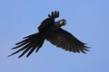 Big blue parrot Hyacinth Macaw, Anodorhynchus hyacinthinus, wild bird flying on the dark blue sky, action scene in the nature Royalty Free Stock Photo