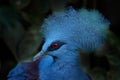 Big blue pigeon. Western crowned pigeon, Goura cristata, detail portrait in e lowland rainforests of New Guinea, Asia. Blue bird