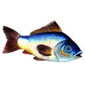 Big blue raw carp fish isolated, watercolor illustration on white Royalty Free Stock Photo