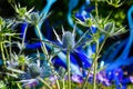 Big Blue Sea Holly Eryngium Thistles