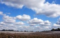 Big Blue Sky Over Cotton Field in Tennessee Royalty Free Stock Photo