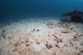 Big blue spotted stingray fish hiding under sand at sea floor photography in deep sea in scuba dive explore travel activity Royalty Free Stock Photo