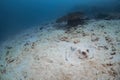 Big blue spotted stingray fish hiding under sand at sea floor photography in deep sea in scuba dive explore travel activity Royalty Free Stock Photo