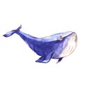Big blue whale, underwater sea animal, isolated, hand drawn watercolor illustration on white Royalty Free Stock Photo