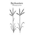 Big bluestem Andropogon gerardi , prairie grass