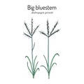 Big bluestem Andropogon gerardi , prairie grass