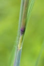 Big Bluestem   846655 Royalty Free Stock Photo