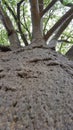 Big boabab tree bark going up to the top Royalty Free Stock Photo