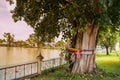 Bodhi Tree with colorful fabric