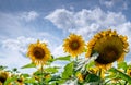 Big bold sunflowers against a cloudy sky Royalty Free Stock Photo