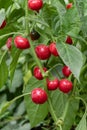 Big bomb pepper cherry bush like poblano chili