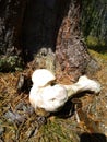 Big bone from elk in the forest