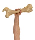 Big bone in hand over white Royalty Free Stock Photo