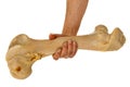 Male hand holding big bone Royalty Free Stock Photo