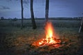 Big bonfire in the spring birch forest Royalty Free Stock Photo