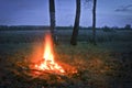 Big bonfire in the spring birch forest Royalty Free Stock Photo