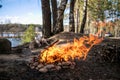 A big bonfire in the spring forest Royalty Free Stock Photo