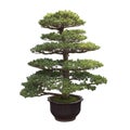 Big bonsai pine