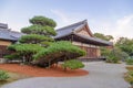 Big bonsai tree with Buddhist temple in Kinkaku temple, Japan