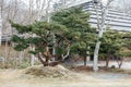 Big Bonsai trees with green leaves in the area of Shiraoi Ainu Village Museum in Hokkaido, Japan Royalty Free Stock Photo