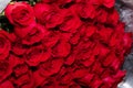 big bouguet of red roses bloom beautiful romantic