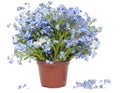 Big bouquet from Forget-me-nots (Myosotis)