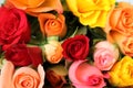 Bouquet of multicolored roses flowers for background Royalty Free Stock Photo