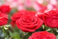 The big bouquet of red roses Royalty Free Stock Photo