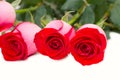 The big bouquet of red roses isolated Royalty Free Stock Photo