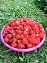 Big bowl of red strawberries on green grass. Summer berries in the garden. Royalty Free Stock Photo