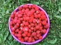 Big bowl of red strawberries on green grass. Summer berries in the garden. Royalty Free Stock Photo