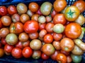 Big box of ripe and unripe tomato harvest. Different stages of maturing tomatoes - green, red and white Royalty Free Stock Photo