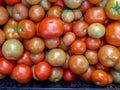 Big box of ripe and unripe tomato harvest. Different stages of maturing tomatoes - green, red and white Royalty Free Stock Photo