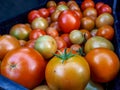 Big box of ripe and unripe tomato harvest. Different stages of maturing tomatoes - green, red and white Royalty Free Stock Photo