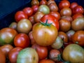 Big box of ripe and unripe tomato harvest. Different stages of maturing tomatoes - green, red and white Royalty Free Stock Photo