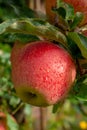 Big braeburn apples riping on the apple tree