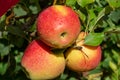 Big braeburn apples riping on the apple tree